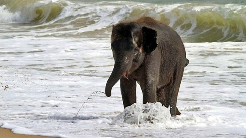 Illustration for article titled Here's an adorable baby elephant gallivanting around at the beach
